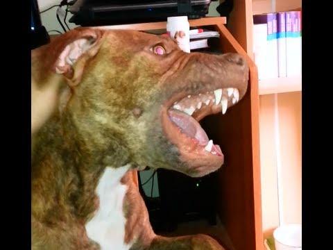 Pitbull Vs Kangal?