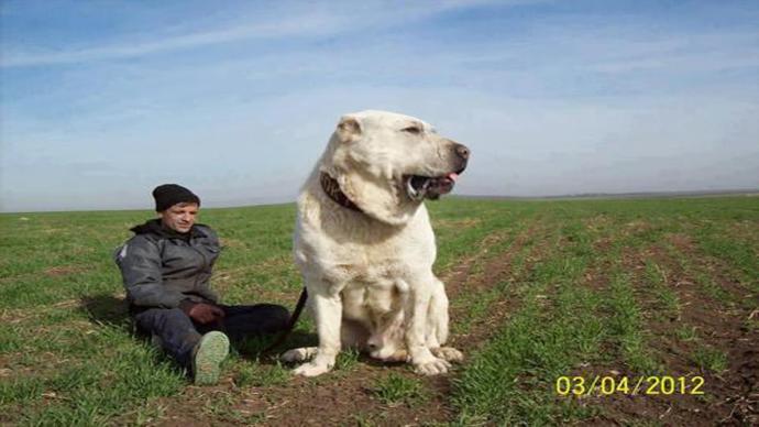 Pitbull Vs Kangal?