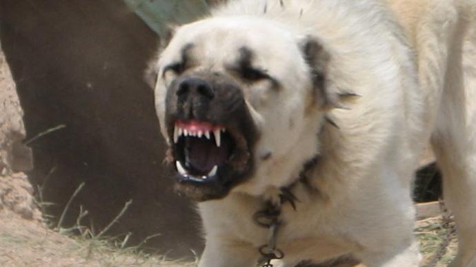 Pitbull Vs Kangal?