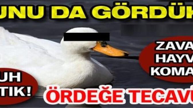 Türkiye'deki bu tecavüz olaylarından sizi en çok hayrete düşüren hangisi? (ANKET no:13) ?