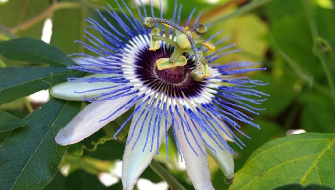 Passiflora kullananlar