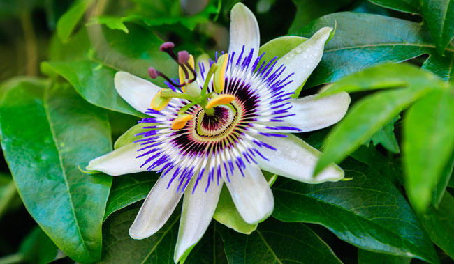Passiflora şurup kullananlar