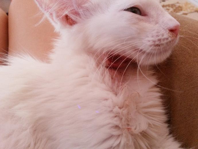 kedim sizce de çok tatlı değil mi?