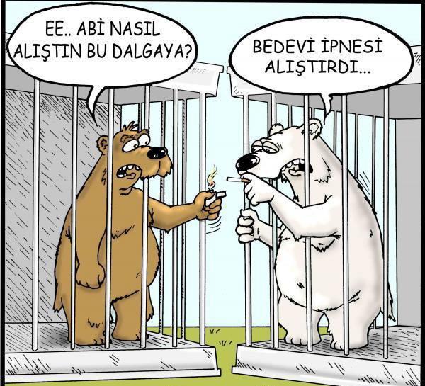 Kutup ayıları çok yalnız değil mi gerçekten?