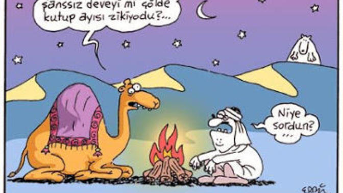 Kutup ayıları çok yalnız değil mi gerçekten?