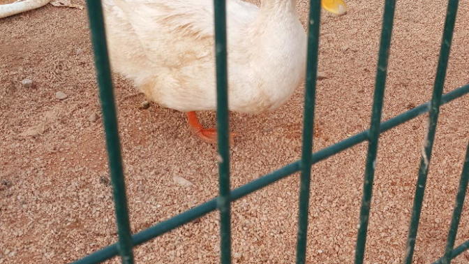 Beyin yakan sorum geliyoooorr.. Sizce bu kaz mı? Ördek mi?