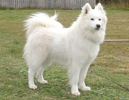 Samoyed mi Akita Inu mu? Köpek ırklarından Hangisi Sizce?