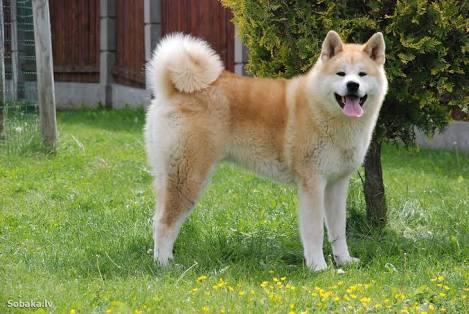 Samoyed mi Akita Inu mu? Köpek ırklarından Hangisi Sizce?