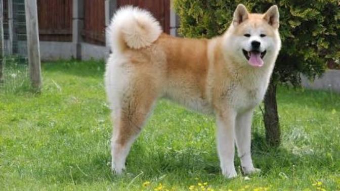 Samoyed mi Akita Inu mu? Köpek ırklarından Hangisi Sizce?