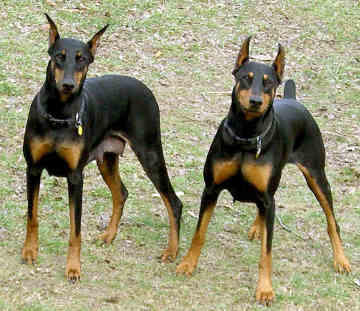 Sizce hangisi?? ROT mu? PİT mi? DOBERMAN mı? DOGO mu?