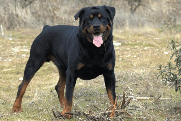 Sizce hangisi? ROT mu? PİT mi? DOBERMAN mı? DOGO mu?