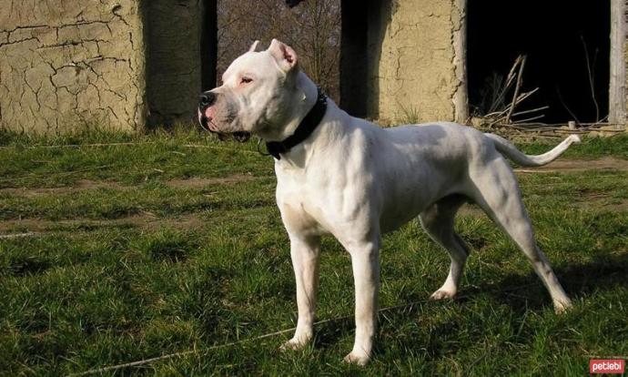 Sizce hangisi? ROT mu? PİT mi? DOBERMAN mı? DOGO mu?
