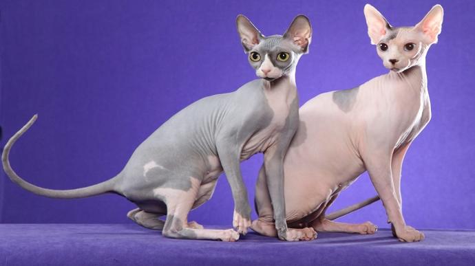 Sphynx (Sfenks) kedisi besleyen var mı? (Fotoroğraflı)?