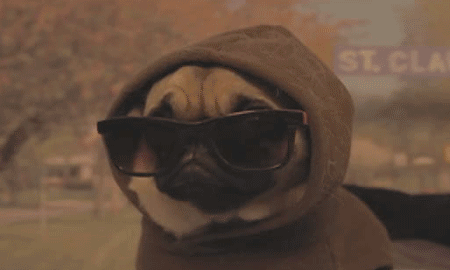 Pug köpekler sizce de çok tatlı değiiler mi 😍😍😍?
