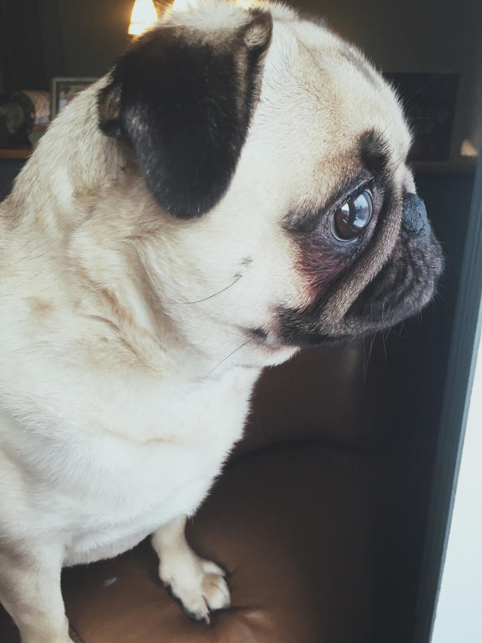 Pug köpekler sizce de çok tatlı değiiler mi 😍😍😍?