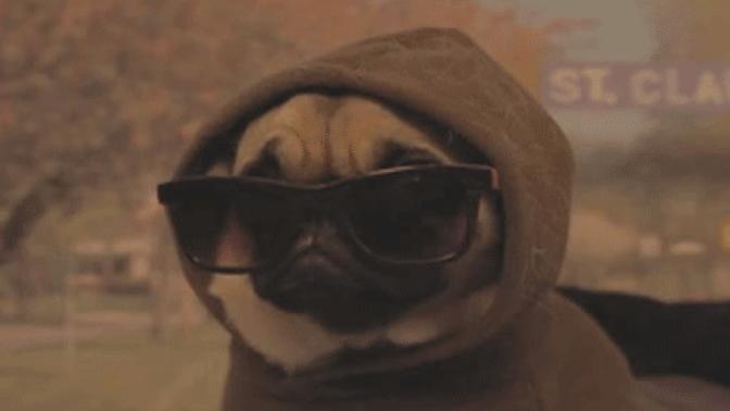 Pug köpekler sizce de çok tatlı değiiler mi 😍😍😍?