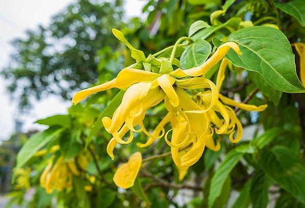 Ylang ylang yağı kullananlar?