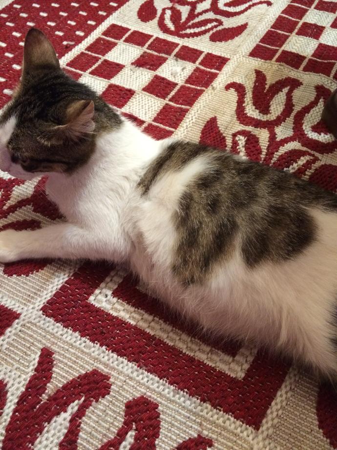 Kedi sizce hamilemi Nasıl anlarım?