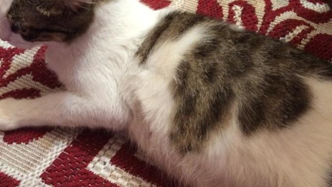 Kedi sizce hamilemi Nasıl anlarım?