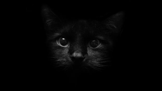 Siyah kedi isimleri sölermisiniz?
