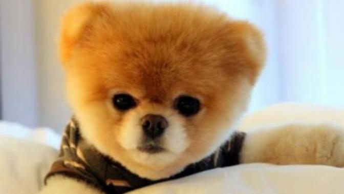 Bu köpeğin türünü bilen var mı?