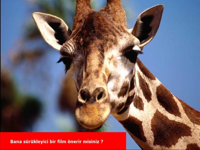 Kızlar soruyor sitesinde hayvanlar soru sorabilseydi bizler gibi ne sorarlardı (Biraz hayal gücü kullanın gençler) ?