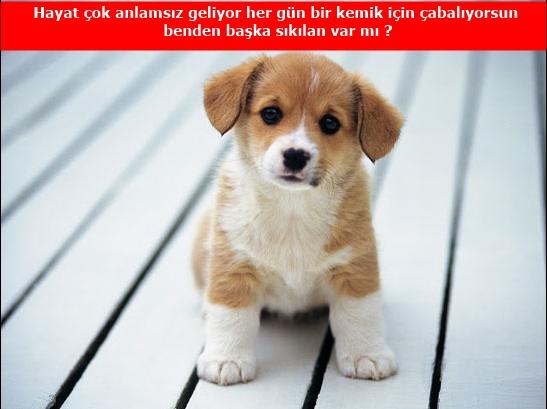 Kızlar soruyor sitesinde hayvanlar soru sorabilseydi bizler gibi ne sorarlardı (Biraz hayal gücü kullanın gençler) ?