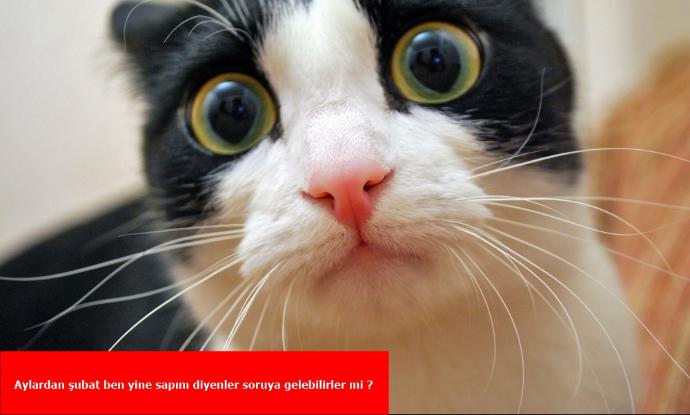 Kızlar soruyor sitesinde hayvanlar soru sorabilseydi bizler gibi ne sorarlardı (Biraz hayal gücü kullanın gençler) ?