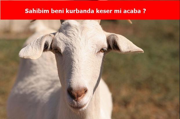Kızlar soruyor sitesinde hayvanlar soru sorabilseydi bizler gibi ne sorarlardı (Biraz hayal gücü kullanın gençler) ?