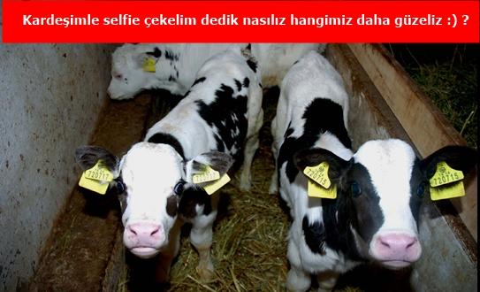 Kızlar soruyor sitesinde hayvanlar soru sorabilseydi bizler gibi ne sorarlardı (Biraz hayal gücü kullanın gençler) ?