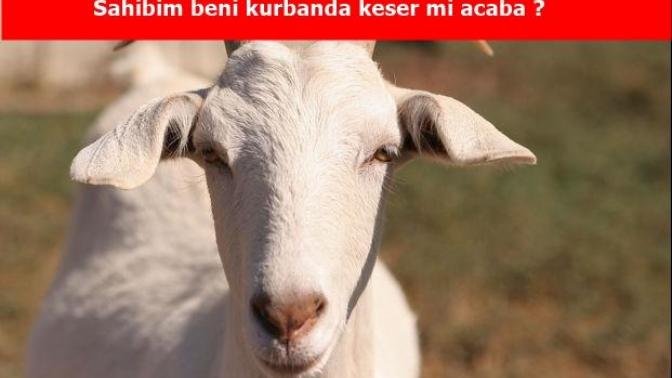 Kızlar soruyor sitesinde hayvanlar soru sorabilseydi bizler gibi ne sorarlardı (Biraz hayal gücü kullanın gençler) ?