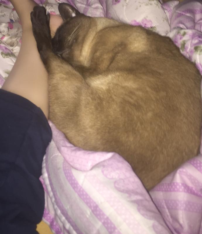 Kedim ayağımda böyle yatıyor her gece neden?