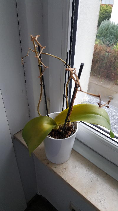 orkidem oluyooooo yardim edinnnn kizlarsoruyor orkidem oluyooooo yardim edinnnn kizlarsoruyor