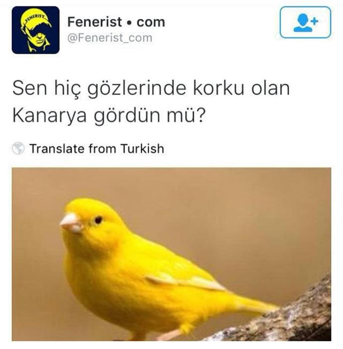 Siz hiç gözlerinde korku olan bir kanarya gördünüz mü ?