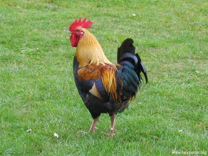 Horoz mu? Tavuk mu? Hangisi daha güzel :D ?