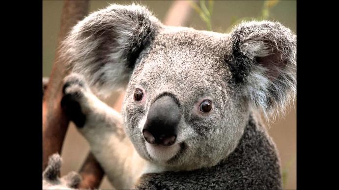 Panda mı daha tatlı yoksa koala mı?
