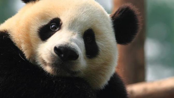 Panda mı daha tatlı yoksa koala mı?