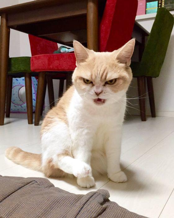 Psikopat Kedi Var mıdır?