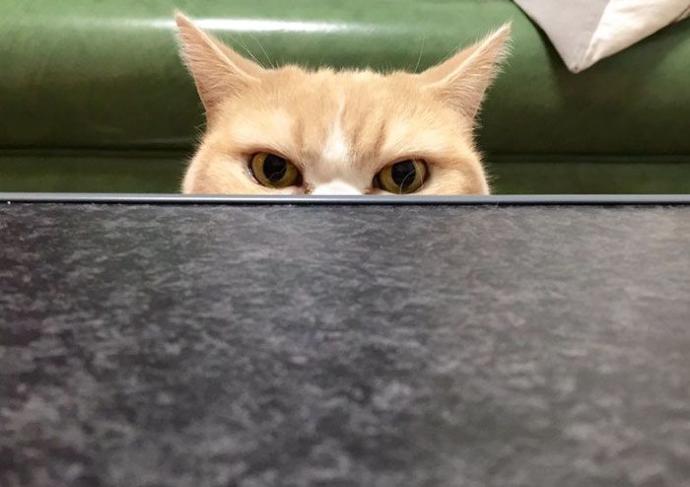 Psikopat Kedi Var mıdır?
