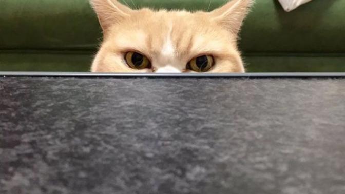 Psikopat Kedi Var mıdır?