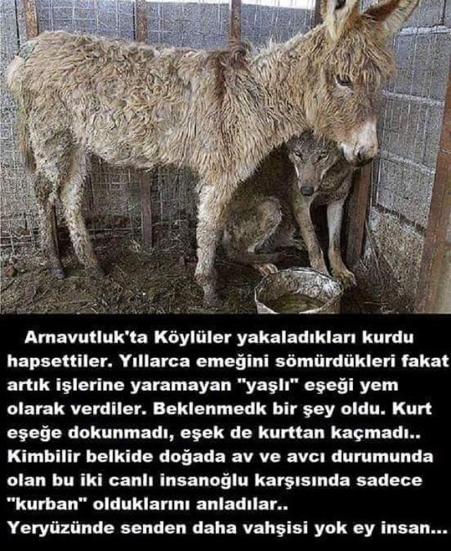 Hayvanlara yapılan işkenceler cezasız mı kalacak?