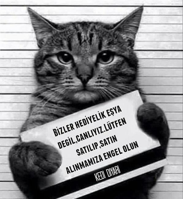 Hayvanlara yapılan işkenceler cezasız mı kalacak?