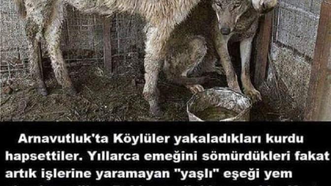 Hayvanlara yapılan işkenceler cezasız mı kalacak?