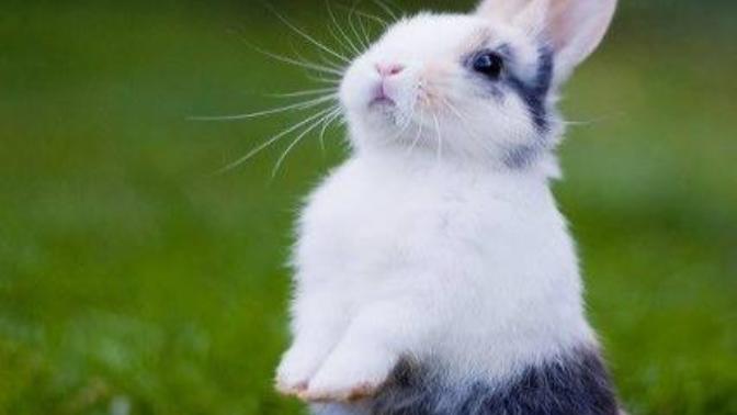 Beyler, evlendiginzde eşiniz evde tavşan beslemek isterse izin verirmisiniz :D?