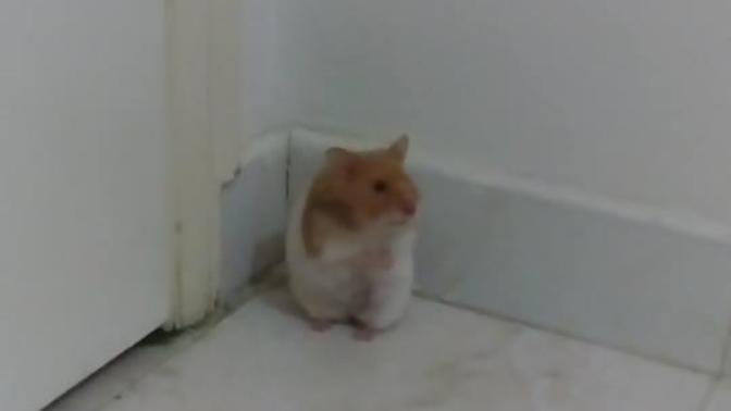 Hamster Aldım, Ama Kafesi Yok, Dolayısı ile suluğuda yok?