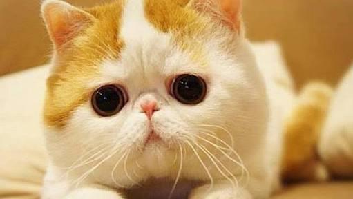 Sevgilim tam bir hayvansever ve ben ona kedi almak istiyorum arkadaşlar sizce bu kedi ırkı exotic shorthair nasıl?