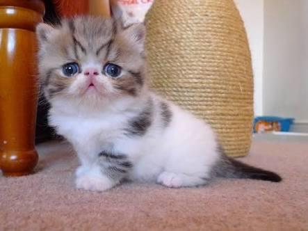 Sevgilim tam bir hayvansever ve ben ona kedi almak istiyorum arkadaşlar sizce bu kedi ırkı exotic shorthair nasıl ?????