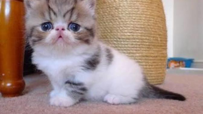 Sevgilim tam bir hayvansever ve ben ona kedi almak istiyorum arkadaşlar sizce bu kedi ırkı exotic shorthair nasıl?