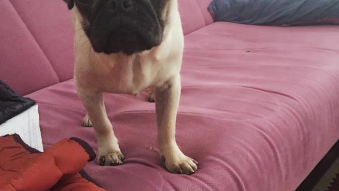 Köpeğim bana küstü nasıl gönlünü alırım?