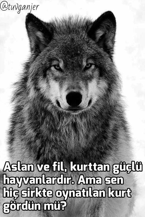 Aslan ve fil Bozkurt'tan güçlü müdür?